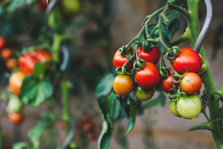 Tomaten – Saison, Zubereitung & Wissen